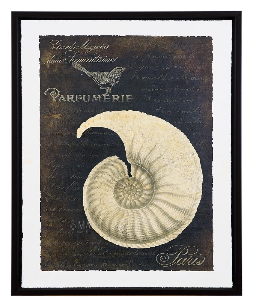 Antique Seashell