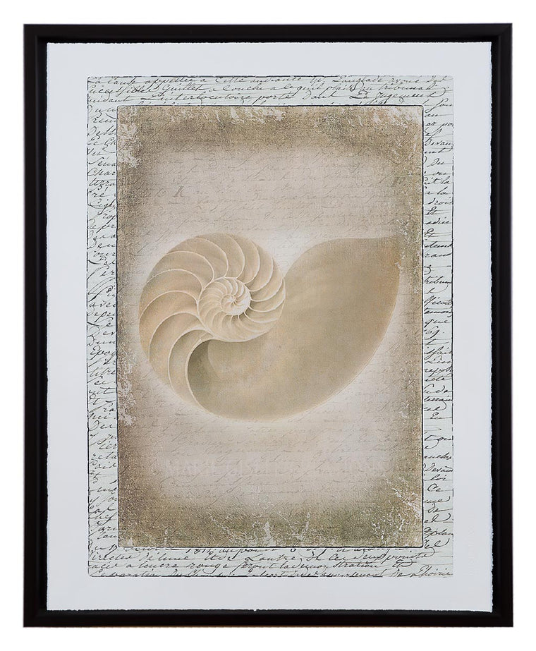 Natural Nautilus Seashell