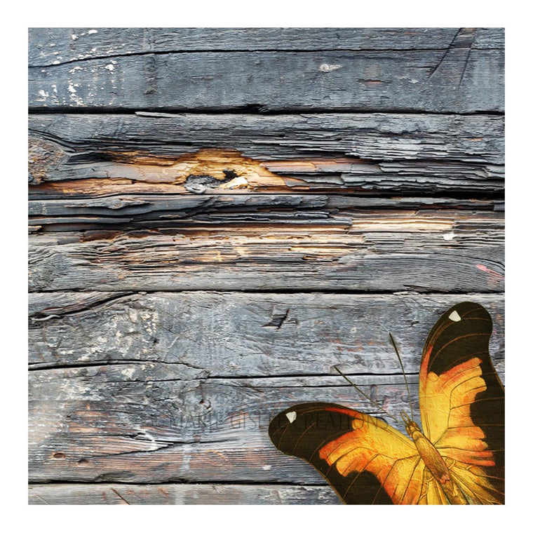 Orange Butterfly on Barn Wood