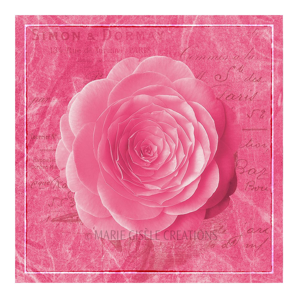 Pink Rose on a Letter