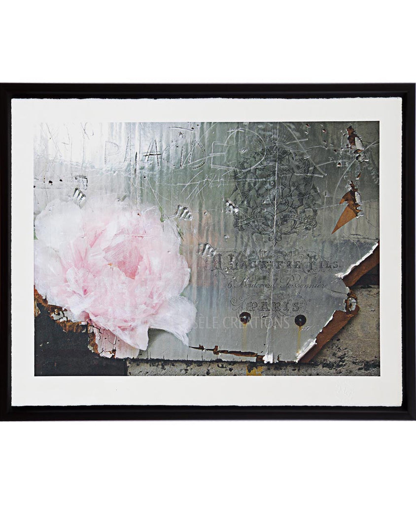 Rose on Silver Metal Wall