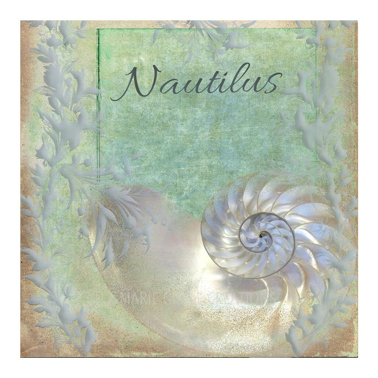 Nautilus Seashell I