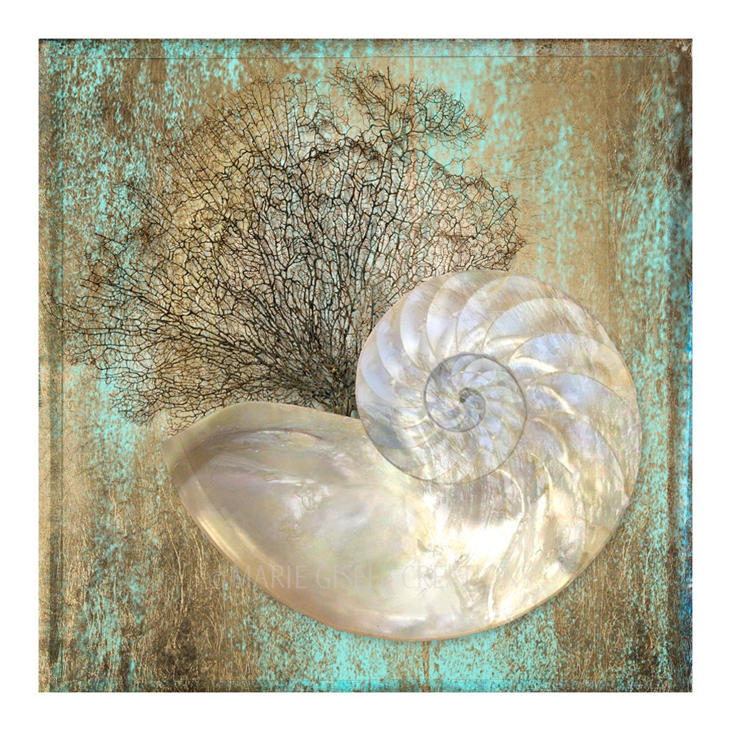 Nautilus Seashell II