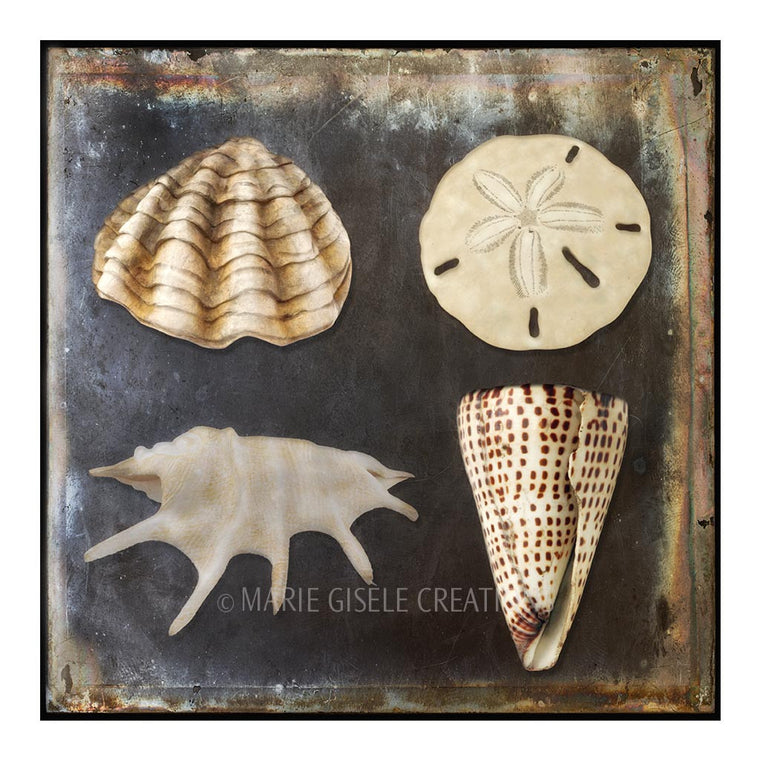 Natural Seashell Quartet