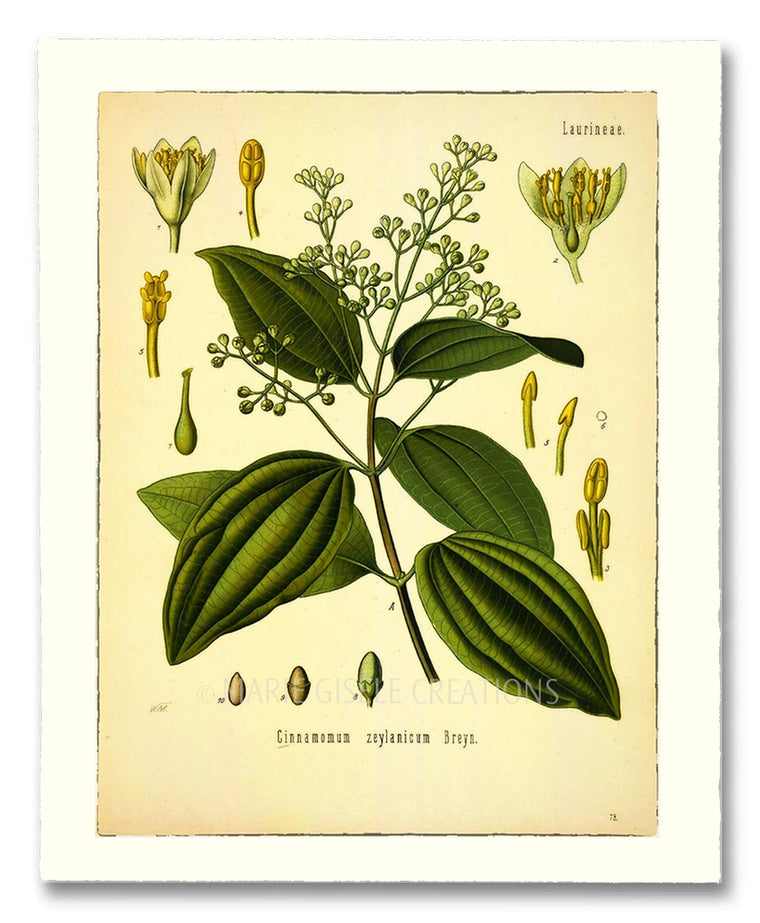 Botanical - Cinnamon Plant