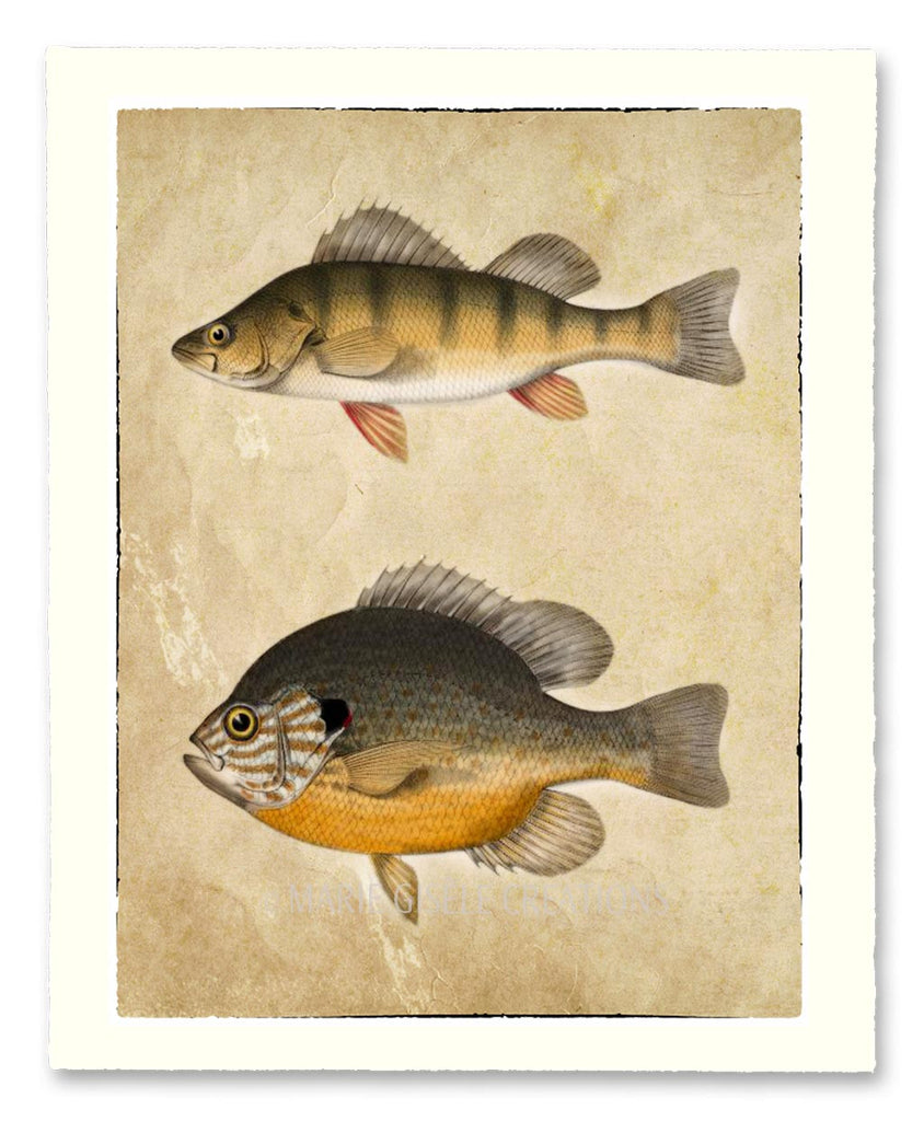 Sea Life - Yellow Perch Fish