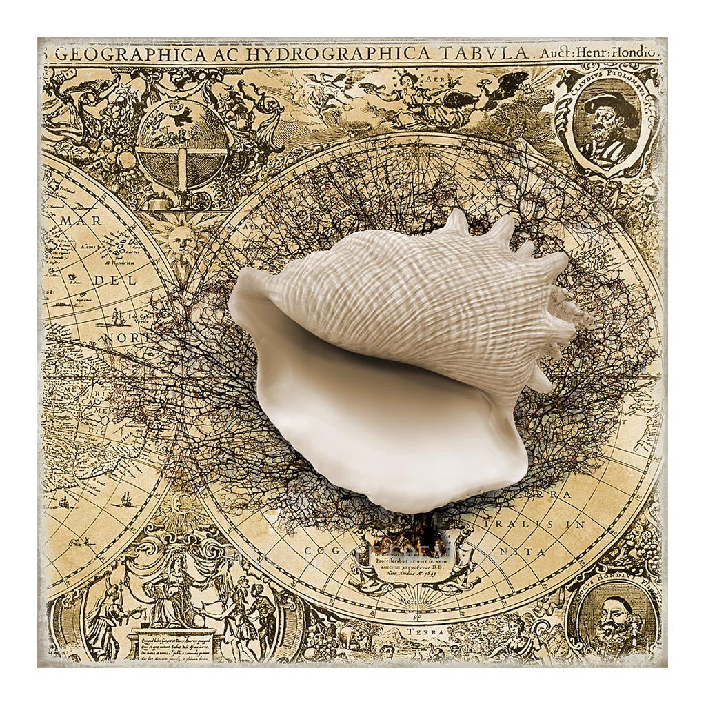 Seashell with Sea Fan I