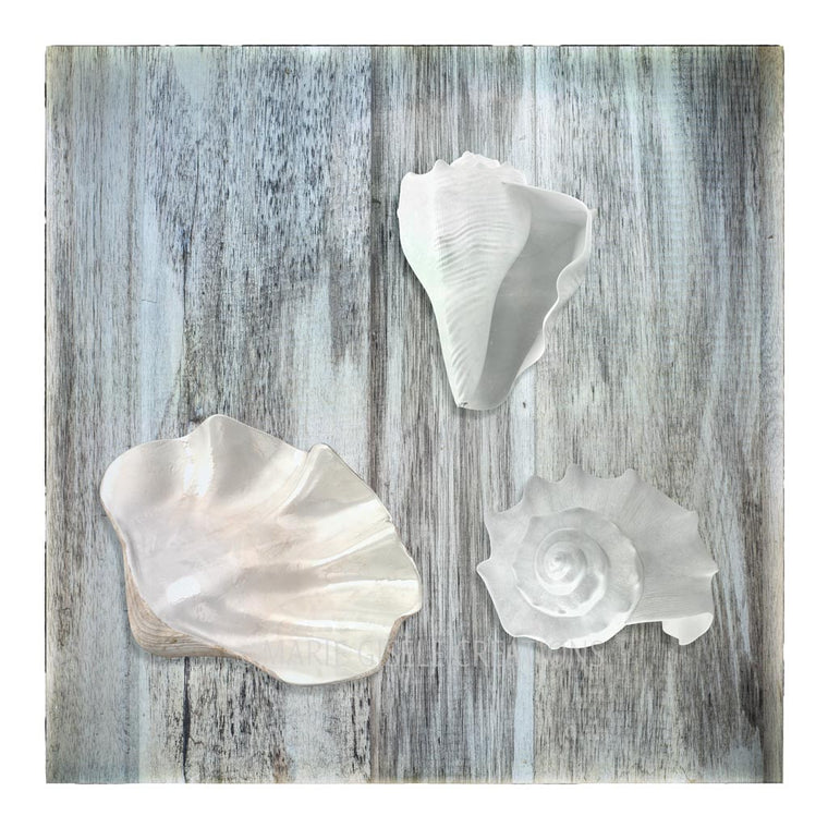 Trio of White Seashells