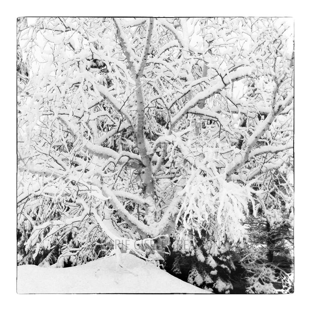 Winter Trees Triptych III