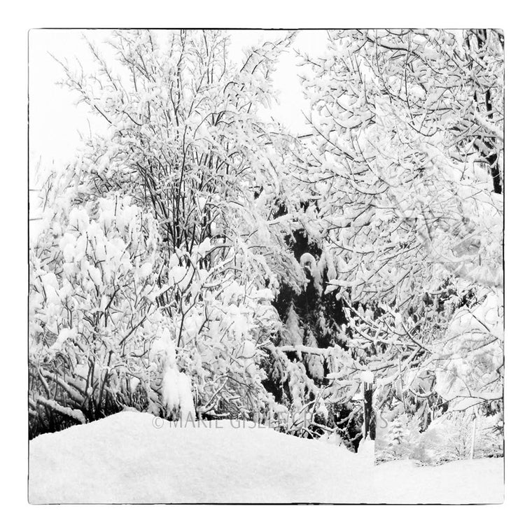 Winter Trees Triptych II