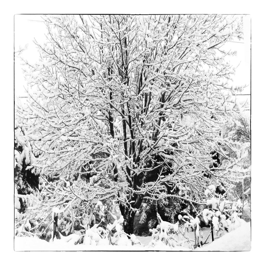 Winter Trees Triptych I